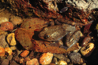 : Rana tarahumarae; Tarahumara frog