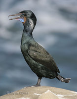 : Phalacrocorax penicillatus; Brandt's Cormorant