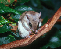 : Glaucomys volans volans; Southern Flying Squirrel