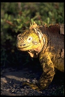 : Conolophus subscristatus; Galapagos Land Iguana