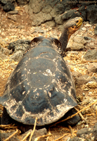 : Geochelone elephantopus hoodensis; Saddlebacked Giant Tortoise