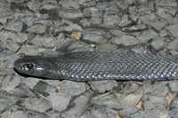 : Pseudechis guttatus; Spotted Black Snake