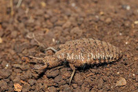 : Myrmeleon spec; Ant Lion Larvae