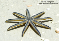 : Luidia senegalensis; Nine-armed Sea Star