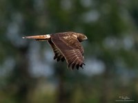 Eastern Marsh-Harrier Scientific name - Circus spilonotus