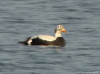 Spectacled Eider (Nome area)