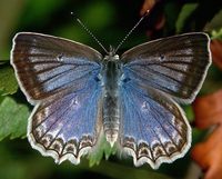 Polyommatus daphnis - Meleager's Blue
