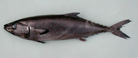 Lepidocybium flavobrunneum, Escolar: fisheries