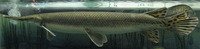 Lepisosteus platostomus, Shortnose gar: gamefish, aquarium
