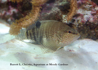 Serranus subligarius, Belted sandfish: