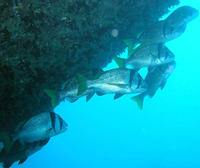 Acanthopagrus bifasciatus, Twobar seabream: fisheries