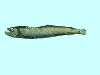 Astronesthes lucifer, Pacific astronesthid fish: