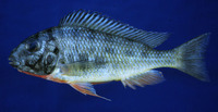 Limnotilapia dardennii, : aquarium
