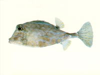 Tetrosomus reipublicae, Smallspine turretfish: