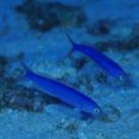 Hoplolatilus chlupatyi, Chameleon sand tilefish: aquarium