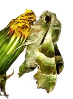 Proserpinus proserpina - Willowherb Hawk-moth