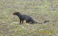 Herpestes edwardsi - Indian Gray Mongoose