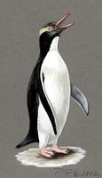 Image of: Megadyptes antipodes (yellow-eyed penguin)