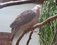 Image of: Nesoenas mayeri (pink pigeon)