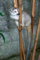 Eulemur coronatus - Crowned Lemur