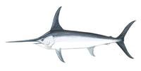 Image of: Xiphias gladius (swordfish)