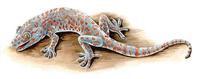 Image of: Gekko gecko (tokay gecko)