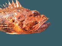 Scorpaena scrofa - Bigscale Scorpionfish