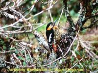 Darjeeling Woodpecker - Dendrocopos darjellensis