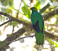Golden-headed Quetzal - Pharomachrus auriceps