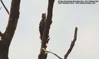Stripe-breasted Woodpecker - Dendrocopos atratus