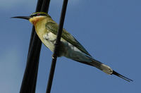 : Merops philippinus; Blue-tailed Bee-eater