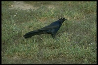 : Quiscalus mexicanus; Great-tailed Grackle
