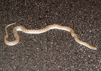 : Arizona elegans; Glossy Snake