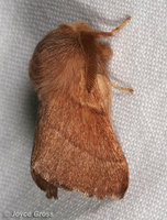 : Malacosoma californicum; Western Tent Caterpillar