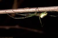 : Leucauge venusta; Venusta Orchard Spider