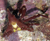 : Simocarcinus sp.