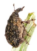 Rhinoncus inconspectus