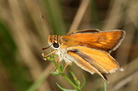 Thymelicus acteon - Lulworth Skipper