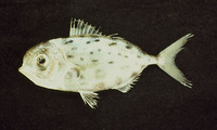 Ariomma regulus, Spotted driftfish: fisheries