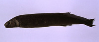 Tetragonurus cuvieri, Smalleye squaretail:
