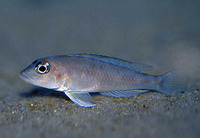 Lamprologus kungweensis, : aquarium