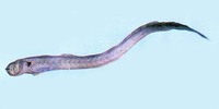 Odontamblyopus rubicundus, : fisheries