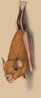 Image of: Hipposideros ruber (Noack's roundleaf bat)