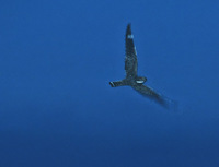 Lesser Nighthawk (Chordeiles acutipennis) photo