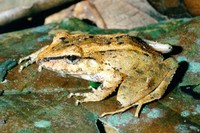 : Eleutherodactylus binotatus