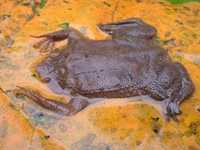 : Pipa pipa; Suriname Toad