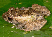 : Pristimantis martiae