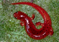 : Pseudotriton montanus montanus; Eastern Mud Salamander