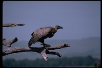 : Gyps africanus; African White-backed Vulture
