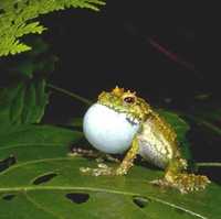 : Spinomantis phantasticus; Fantastic Frog